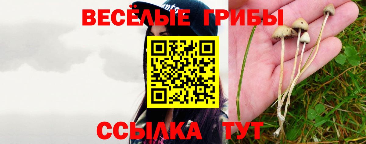 Сертолово  Псилоцибиновые грибы GOLDEN TEACHER  Галлюциногенные грибы MAGIC MUSHROOMS  Вход с VPN 